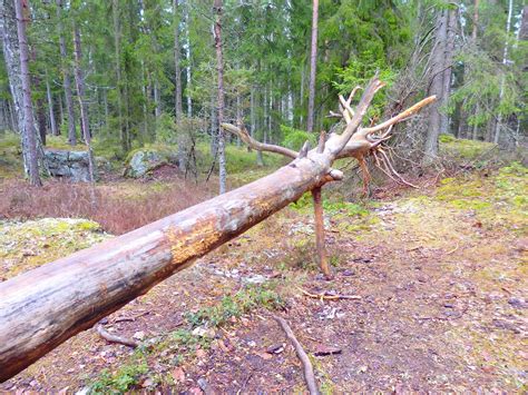 Chaoyangin Hevosten patsaat: Mahtavia taideteoksia luonnon keskellä!